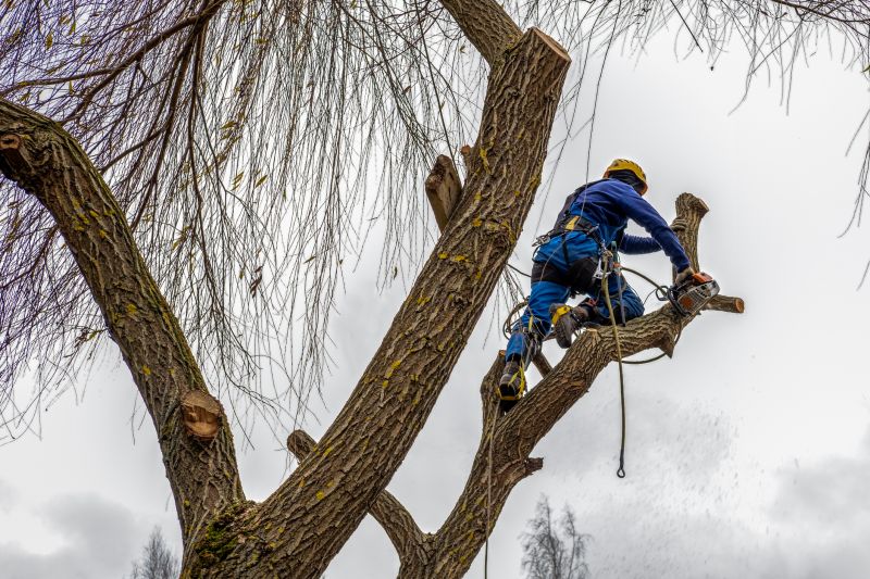 Tree Cutting Service