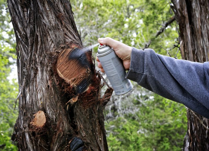 Birch Tree Pruning in Allentown, PA
