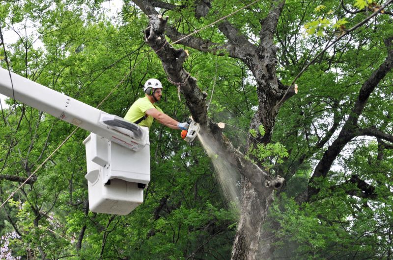 Commercial Tree Trimming in Bucks County, PA