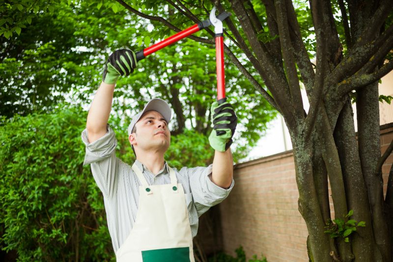 Tree Cutting Service