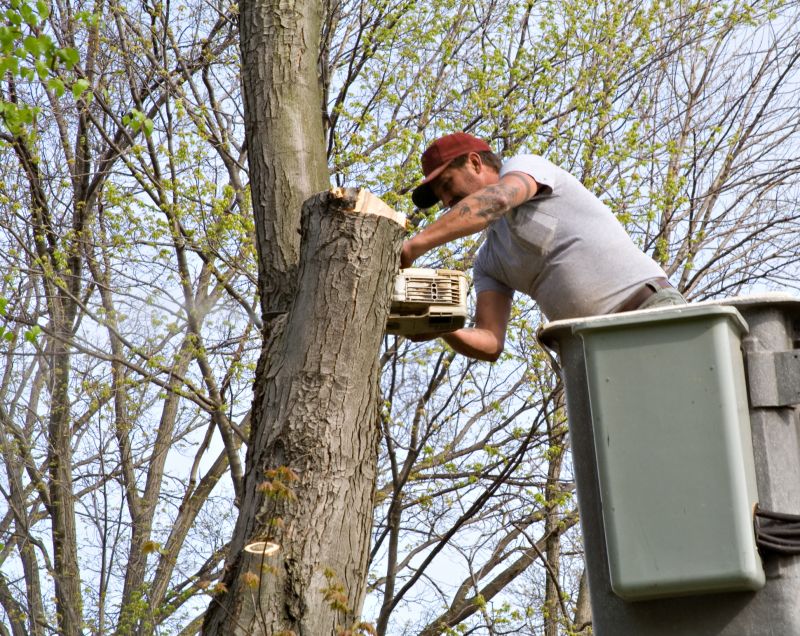 Tree Cutting Service detail