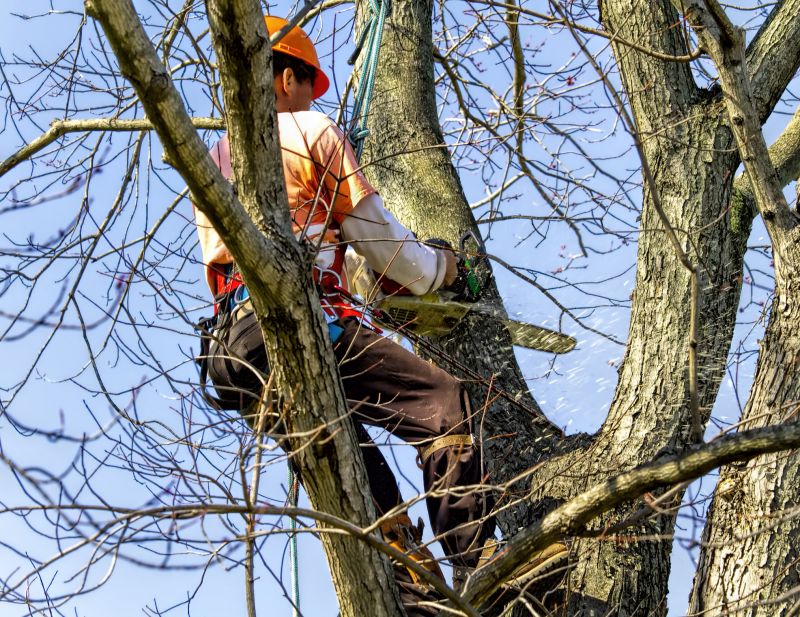 Tree Cutting Service detail