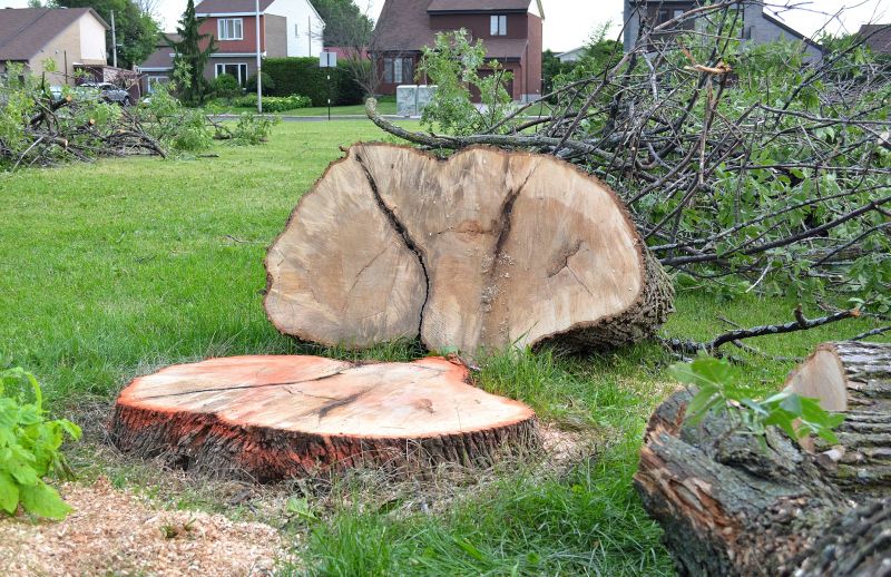Hickory Tree Removal in Aiken, SC