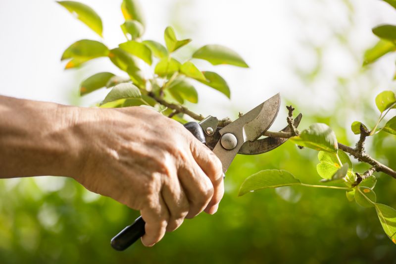 Shrub Pruning in Rockwall, TX