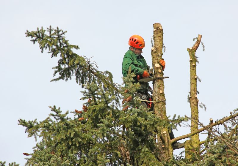 Tree Cutting Service