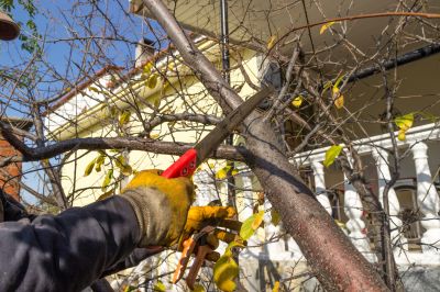 Tree Limbs Removal in Allentown, PA