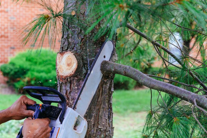Tree Limbs Removal in Doylestown, PA